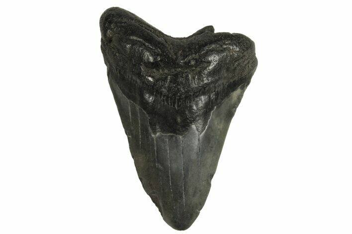 Bargain, Fossil Megalodon Tooth - South Carolina #294425